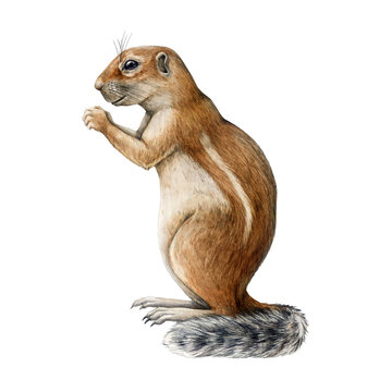 Ground squirrel watercolor illustration. Hand drawn xerus desert wildlife animal. Cute ground squirrel side view detailed image. African small rodent. Sitting xerus isolated on white background