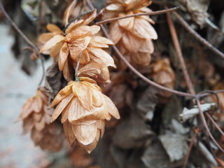 Dried Hops in Autumn