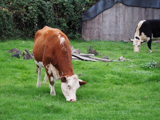 Cows in the Field