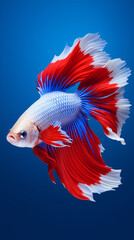 Obraz premium betta fish, fish fighters, ios background style, siamese fish fighting isolated on black background, betta splendens isolated beautiful tail, 