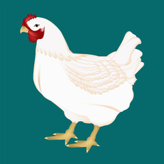 hen with eggs