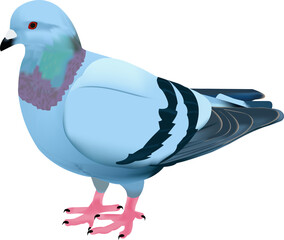 pigeon vector design