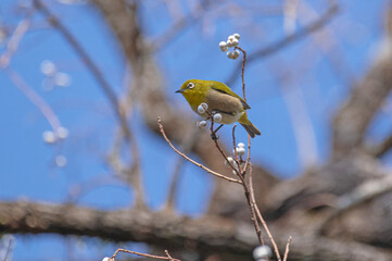 ナンキンハゼとメジロ