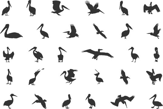 Pelican Silhouette, Brown Pelican Silhouette, Pelican Svg, Pelican Silhouettes, Bird Silhouettes, Pelican Vector