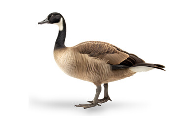 Side view of a brown standing canada goose isolated on transparent background. 
