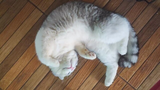 Scottish gray and white cat lies on the wooden floor with happy mood, Funny cat lies on its back with its belly up. 