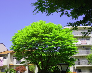 自宅にある大きなもみじ