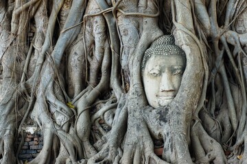 Buddha Head Statue in Banyan Tree roots at Wat Mahathat, Ayutthaya , Thailand - obrazy, fototapety, plakaty