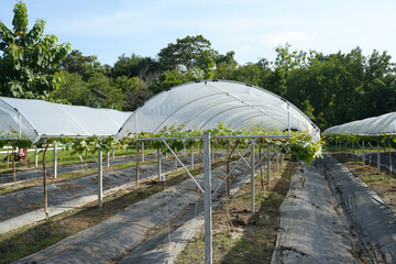 Dome for growing grapes in hot climate areas