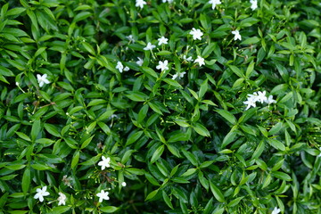 Green leaf nature background for text