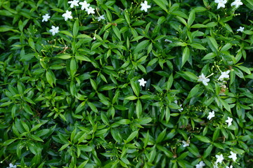 Green leaf nature background for text