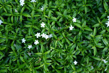 Obraz premium Green leaf nature background for text