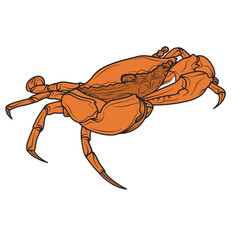 mud Crab