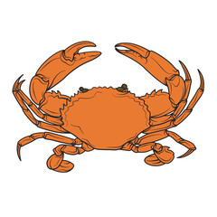 mud Crab