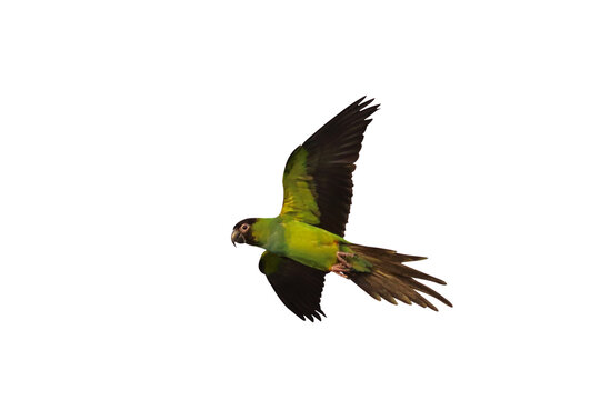 Beautiful of Nandy parakeet flying isolated on transparent background png file