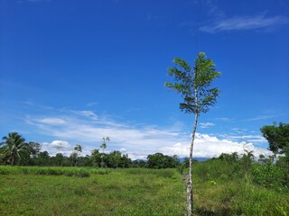 tree in the field