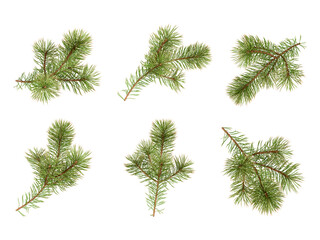 Christmas fir tree branches on white background