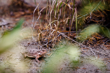 A horned frog in Colorado's San Juan Mountains.