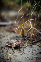 A horned toad in Colorado's San Juan Mountains.
