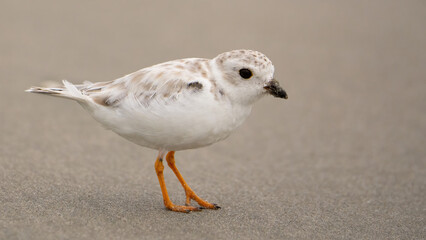 An Immature Piping Plover (non-breeding)