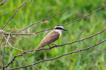 Great Kiskadee bird in the Brazilian Pantanal of Miranda