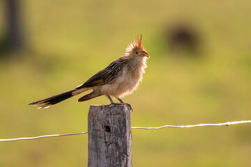 Guira Cuckoo bird on fence in the Brazilian Pantanal of Miranda