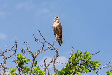 Savanna Hawk on tree branch in the Brazilian Pantanal of Miranda