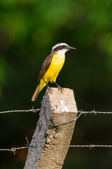 Great Kiskadee bird in the Brazilian Pantanal of Miranda