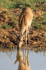 Pampas deer drinking water from lake in the Brazilian Pantanal