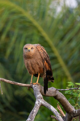 Savanna Hawk on tree branch in the Brazilian Pantanal of Miranda