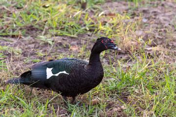 Fototapeta premium Beautiful Muscovy Duck bird on the ground in the Brazilian Pantanal