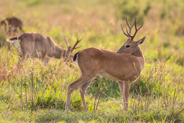 Pampas deer in the fields of the Brazilian Pantanal of Miranda