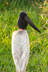 Jabiru Stork bird in the Brazilian Pantanal of Miranda
