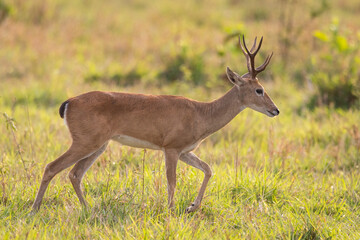 Naklejka na ściany i meble Pampas deer in the fields of the Brazilian Pantanal of Miranda