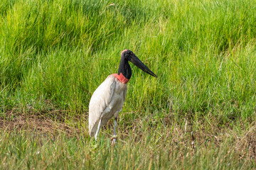 Jabiru Stork bird in the Brazilian Pantanal of Miranda