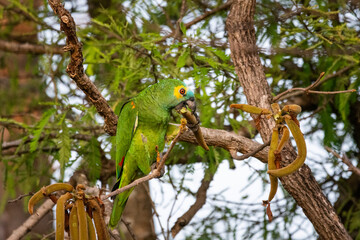 Blue-fronted Parrot eating fruit on tree in the Brazilian Pantanal