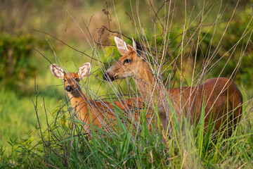 Female adult marsh deer with cub in the Brazilian Pantanal of Miranda