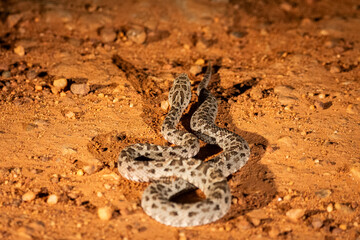View to Mato Grosso Lance Head snake on the ground in the Pantanal