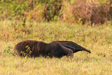 Beautiful view to giant anteater in the Brazilian Pantanal of Miranda
