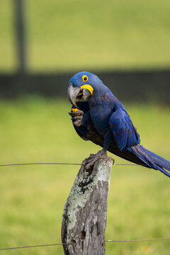 Hyacinth Macaw eating nut on fence in the Brazilian Pantanal