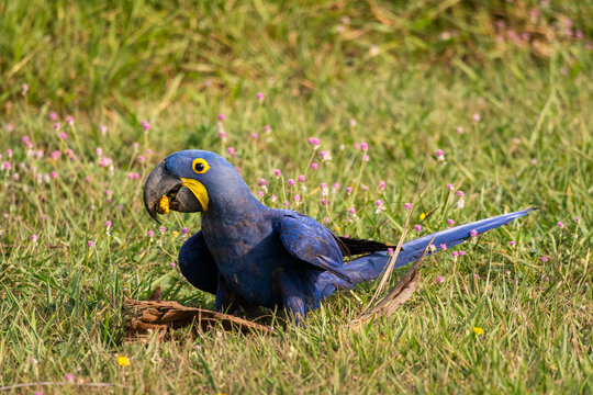 Hyacinth Macaw looking for food on the ground in the Pantanal