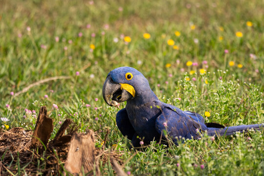 Hyacinth Macaw looking for food on the ground in the Pantanal