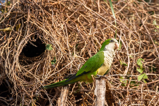 Monk Parakeet near tree nest in the Brazilian Pantanal of Miranda