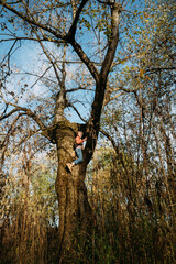 Boy sitting high up in a tree on autumn day