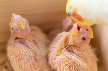 親から餌を得るオカメインコの雛