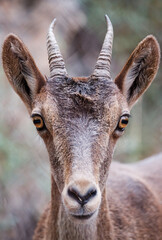 Close-up mountain goat looking at the camera