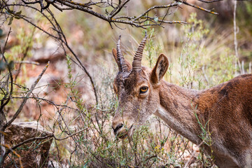 Mountain goat eating grass and looking at the camera