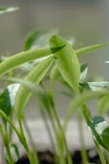 Close-up of bell pepper sprouts. Seedlings of young plants.