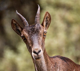 Mountain goat looking at the camera