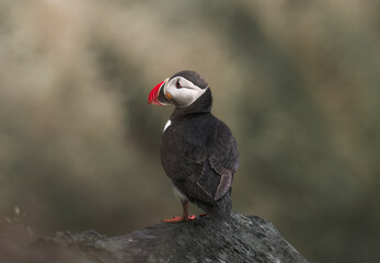 Fototapeta premium Atlantic puffin on the island of Runde in the Norway